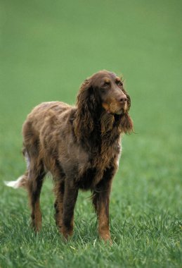 Picardy Spaniel Çimlerin üzerinde duran Köpek  