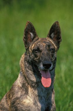 Hollandalı Çoban Köpeği, Dilli Portre  