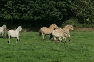 Norveç Fiyort Atı, Kısraklar ve Tayları  