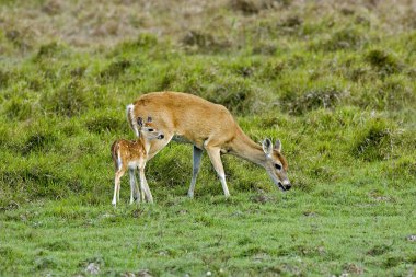 Beyaz Kuyruklu Geyik, Odocoileus Virginianus, Anne ve Fawn  
