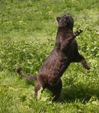 Kara Panter, Panthera pardus  