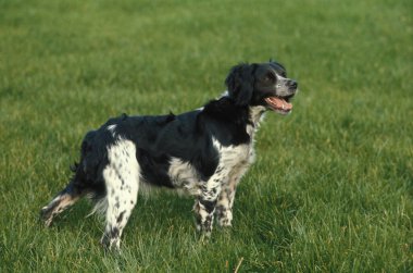 Brittany Spaniel, Otların üzerinde duran köpek  