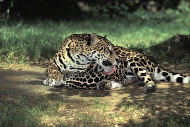 Jaguar, panthera onca, Anne Yavrusunu Yalıyor  