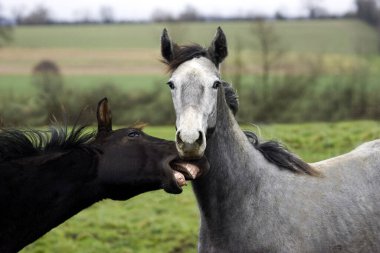 Gri İngiliz Safkan Yearling ve Bay Fransız Trotter Yearling, Normandiya  