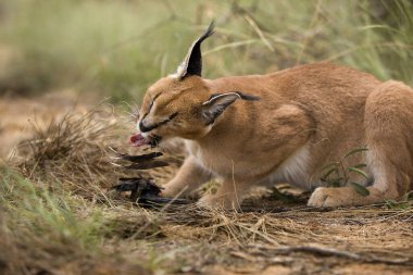 Caracal, Caracal Caracal, Kill ile Yetişkin, Cape Starling, Namibya  