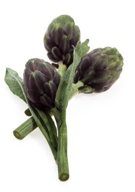 Enginar, cynara scolymus beyaz arkaplana karşı  
