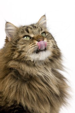 Angora Evcil Kedisi, Erkek Burnunu Beyaz Arkaplanda Yalıyor  
