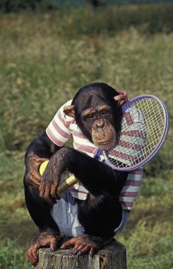 Şempanze, pan trogloditler, Tenis oynayan eğitimli maymun.  