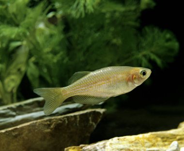 İnci Danio, brachydanio albolineatus  