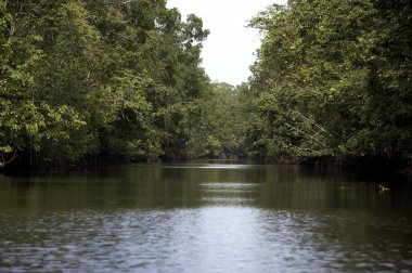 Orinoco Deltası Venezuela 'da  