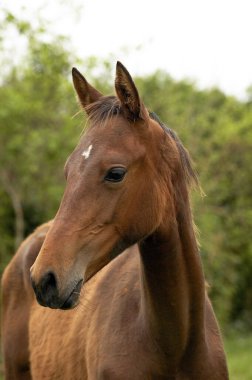 Akhal Teke, Türkmenistan 'dan At Yetimi, Genç Karabasan  