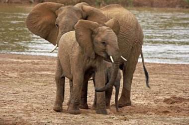 Afrika fili, loxodonta africana, River yakınlarında grup, Kenya 'da Samburu Parkı  