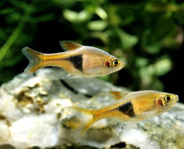 Harlequin Rasbora, rasbora heteromorpha  