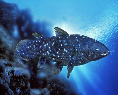 Coelacanth, latimeria chalumnae, doğal arka plan