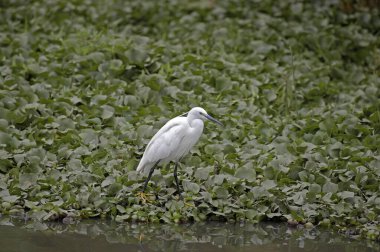Egret, Egretta Garzetta, Masai Mara Parkı, Kenya. 