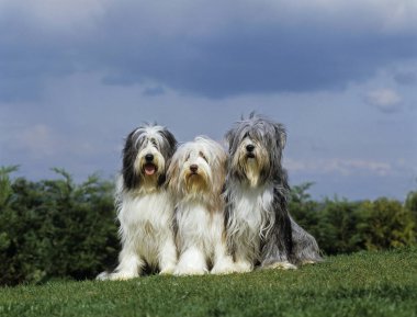 Sakallı Collie, Çimenlerde oturan köpek  