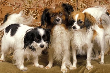 Phalene ya da Continental Toy Spaniel, Koltukta duran köpek   