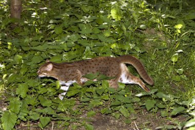 Rusty-Spotted Cat, prionailurus rubiginosus   clipart