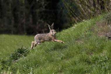 European Brown Hare, lepus europaeus, Adult running on Grass, Normandy   clipart