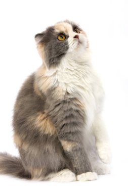 Mavili Krem ve Beyaz Yükseklik Dişi Açıldı  