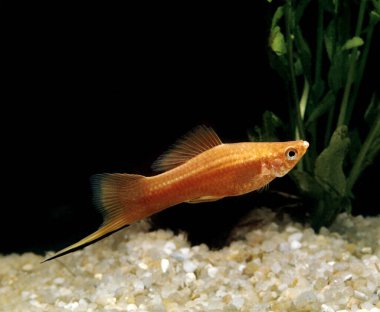 Kılıç kuyruklu balık, xiphophorus helleri  