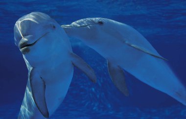 Şişe Burunlu Yunus, Tursiops Truncatus   