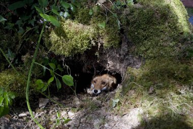 Kızıl Tilki, Vulpes vulpes, yetişkin girişi, Normandiya  