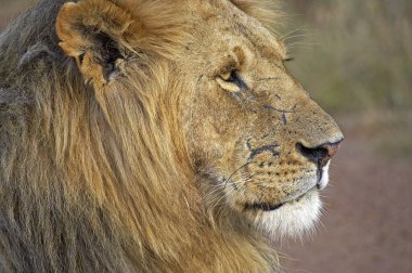 Afrika Aslanı, Panthera Leo, Kenya 'daki Masai Mara Parkı' nda Erkek Portresi  