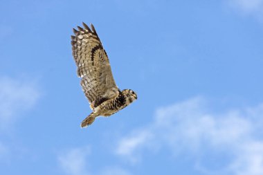 Cape Eagle Baykuşu, bubo capensis, Yetişkin Uçuşu  