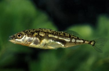 Stickleback, gasterosteus aculeatus, doğal arka plan