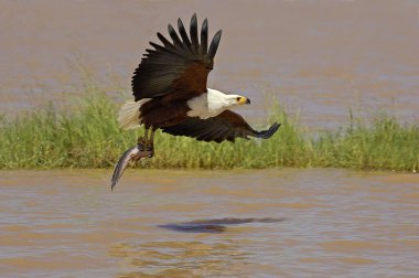 Afrika Balık Kartalı, haliaeetus vocifer, Uçan Yetişkin, Yakalayıcı Balık, Kenya Baringo Gölü  