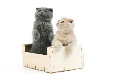 2 aylık İskoç Katlama Kremi ve Mavi Kedi Yavruları  