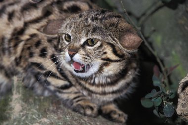 Siyah ayaklı kedi, felis nigripes, Snarling  