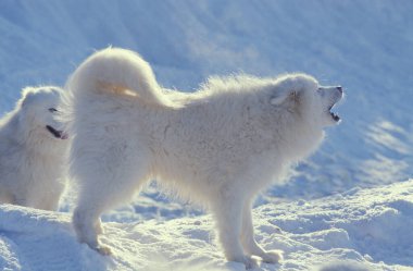 Samoyed Dog kar üzerinde duruyor, havlıyor  