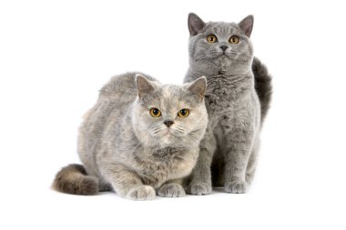 Mavi Krem İngiliz Kısa Hava Evcil Kedisi, Kadın ve Mavi İngiliz Kısayol Kedisi Beyaz Arkaplan 'a Karşı     