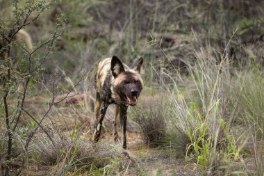 Afrika Vahşi Köpeği, Lycaon Pictus, Namibya  