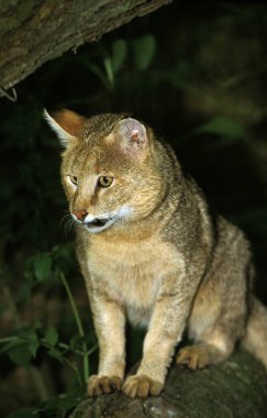 Orman Kedisi, Felis Chaus  