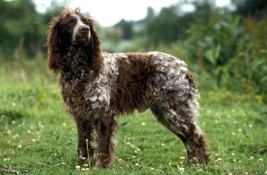Pont Audemer Spaniel, Fransız Köpeğidir.   