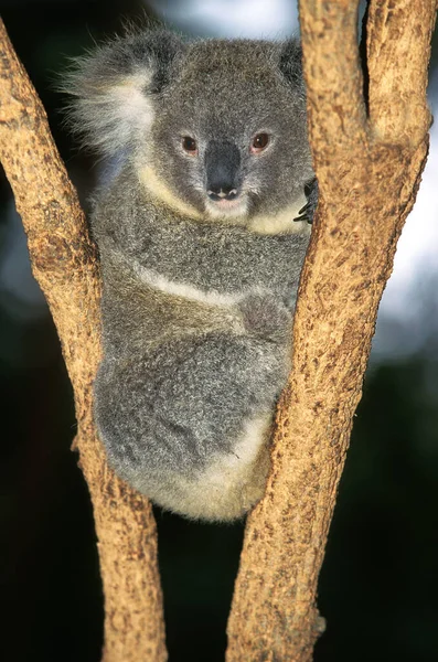 Koala Phascolarctos Cinereus Dorośli Stojący Gałęzi — Zdjęcie stockowe