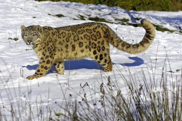 Snow Leopard Ounce Uncia Uncia Debout Dans Neige — Photo