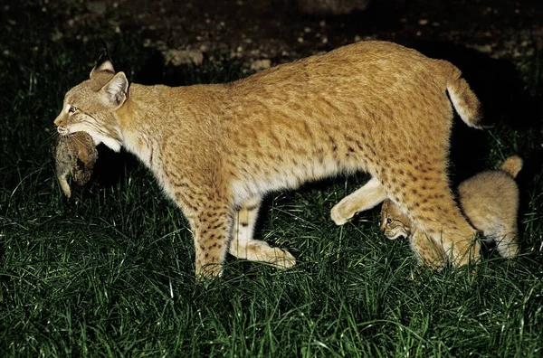 Lynx Europeu Felis Lynx Mãe Filhote Com Uma Morte Boca — Fotografia de Stock