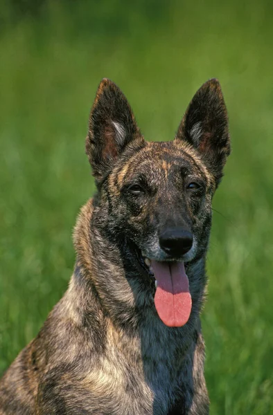 Dutch Shepherd Dog Portrait Tongue Out — Stock Photo, Image