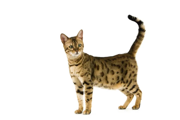 Brown Spotted Tabby Bengal Doméstico Cat — Fotografia de Stock