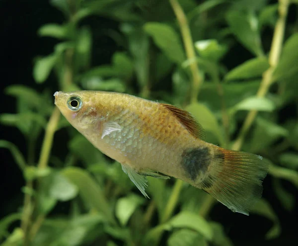 Parrot Platy Xiphophorus Variatus — Stock Photo, Image