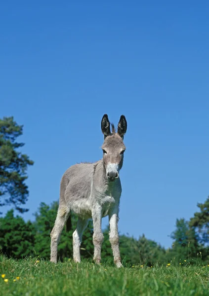 Grey Domestic Donkey Французская Порода — стоковое фото