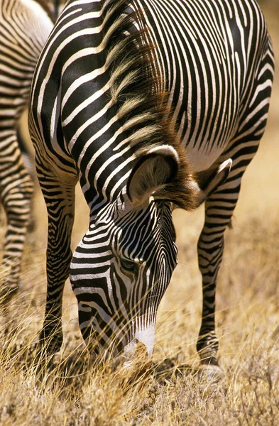 Grevy Zebra Equus Grevyi Parque Samburu Quênia — Fotografia de Stock
