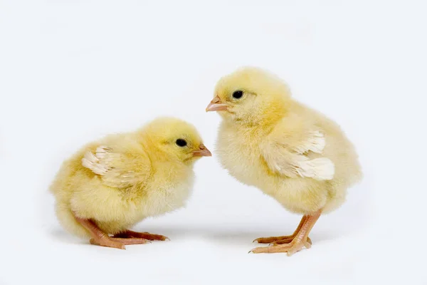 Chicks White Background — Stock Photo, Image