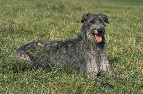 İskoç Deerhound, Otların Üzerinde yatan Köpek  