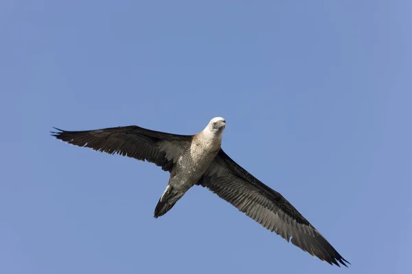 Peruano Booby Sula Variegata Vuelo Islas Ballestas Reserva Paracas Perú — Foto de Stock