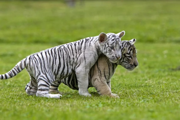 Tigre Bianca Pantera Tigris Cucciolo — Foto Stock